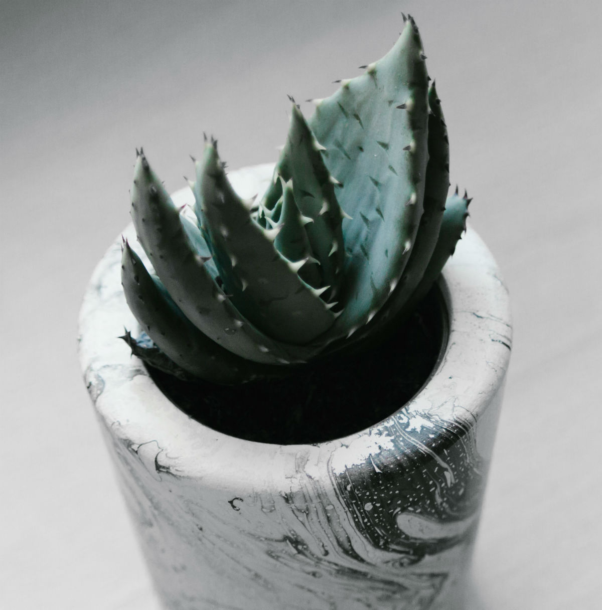 cactus objet decoration