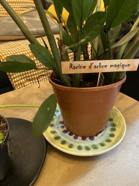 baby shower harry potter plantes